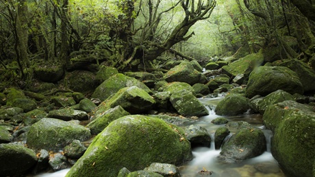 苔むす森・白谷雲水峡