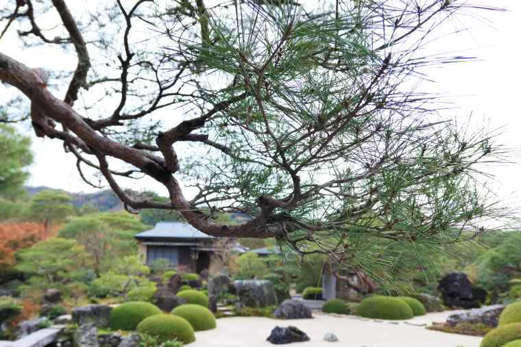足立美術館の池庭の松