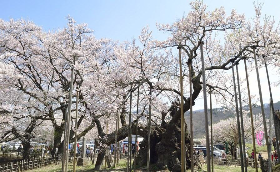 神代桜（山梨県）
