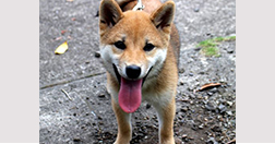 薩摩街道　旅籠屋　甚乃才（じんのかど）