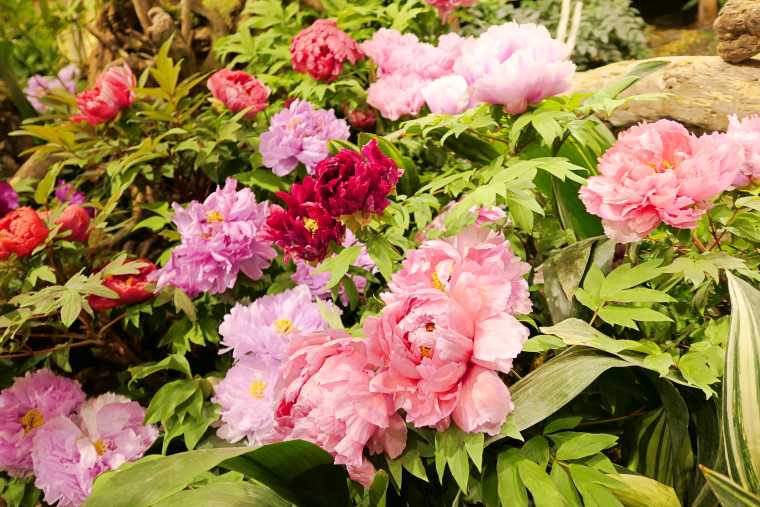 色とりどりの牡丹が咲き乱れる