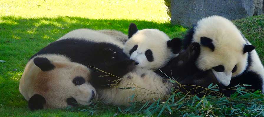 アドベンチャーワールドのパンダの親子