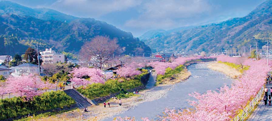 河津桜まつり