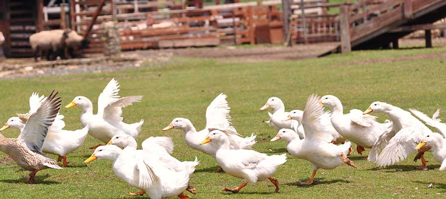 マザー牧場のアヒルダッシュ