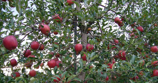 達者村農業観光振興会果樹部会「りんご狩り」