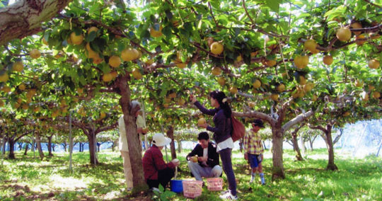 旅名観光農園フルーツ村