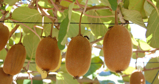 キウイ※イメージです