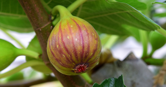 イチジク※イメージです