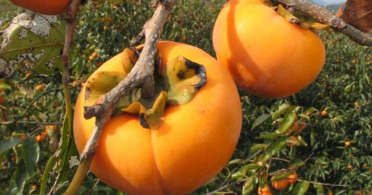 みとろ観光果樹園