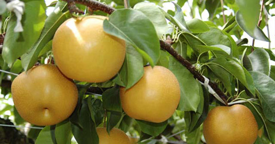 梨狩り産直の佐々木農園