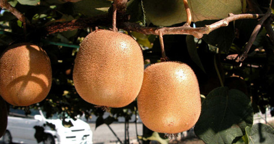 スモールフルーツランド・ベリーコテージ