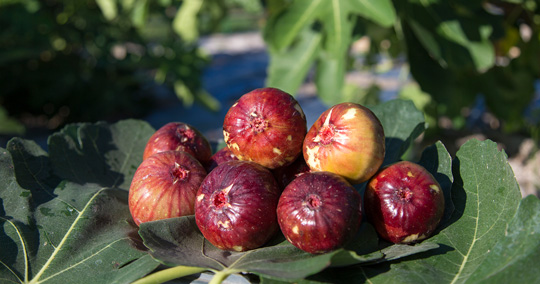 イチジク※イメージです