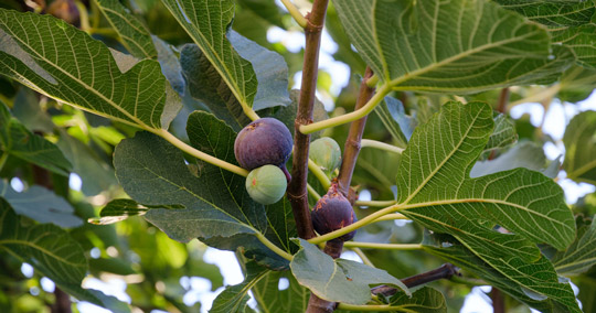 イチジク※イメージです