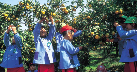 敦賀みかん狩り