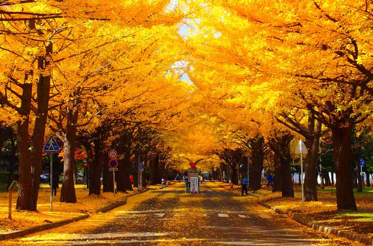 北海道大学イチョウ並木