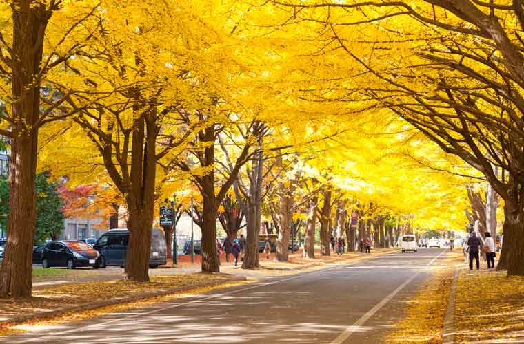北海道大学イチョウ並木