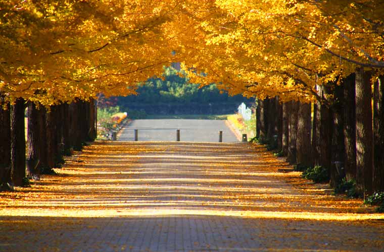 あづま総合運動公園