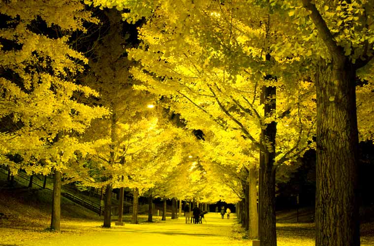 あづま総合運動公園