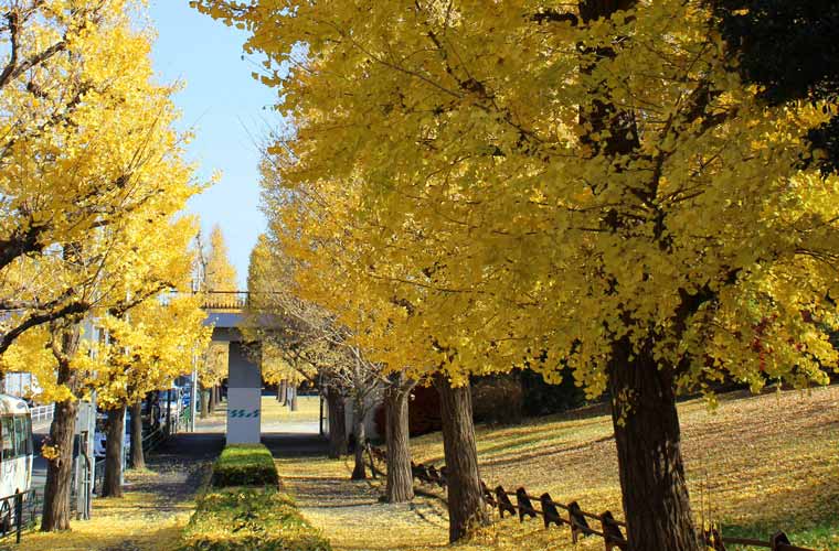 駒沢オリンピック公園