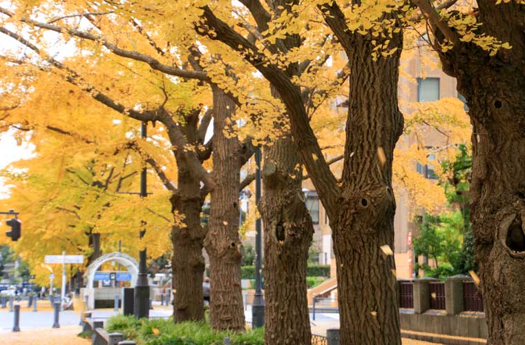 日本大通り・山下公園通り