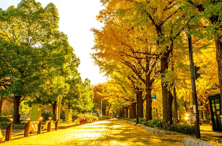 日本大通り・山下公園通り