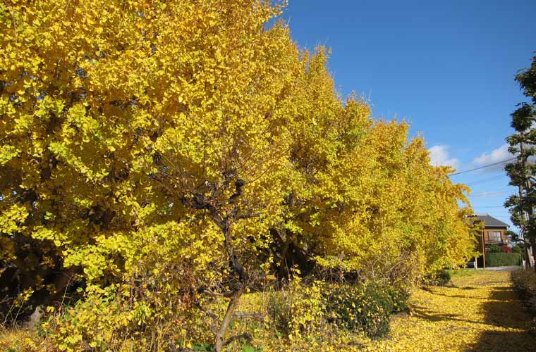 祖父江町のイチョウ