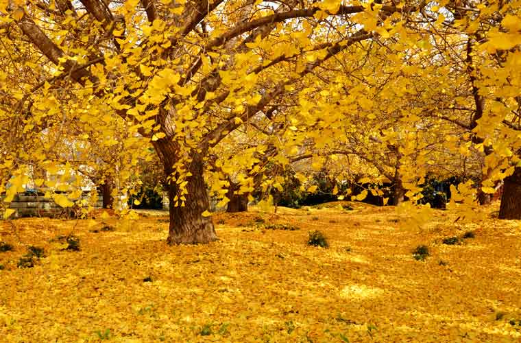 祖父江町のイチョウ