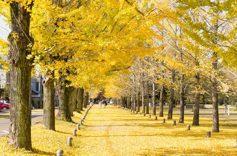 学びの森プロムナード(冬ソナストリート)