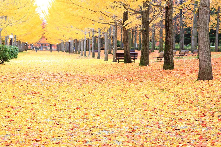 山形県総合運動公園