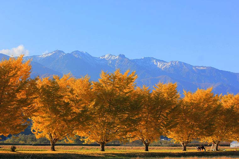 渡場のイチョウ