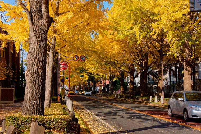 日大通りのイチョウ並木