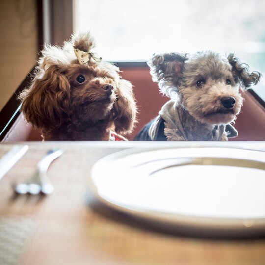 下湯原温泉 わんこと泊まれる宿 わんこあん