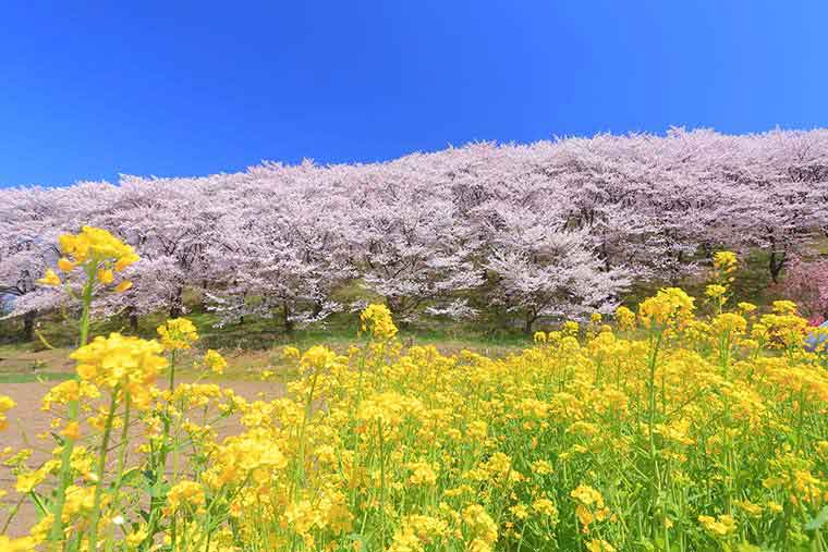  弘法山古墳の桜