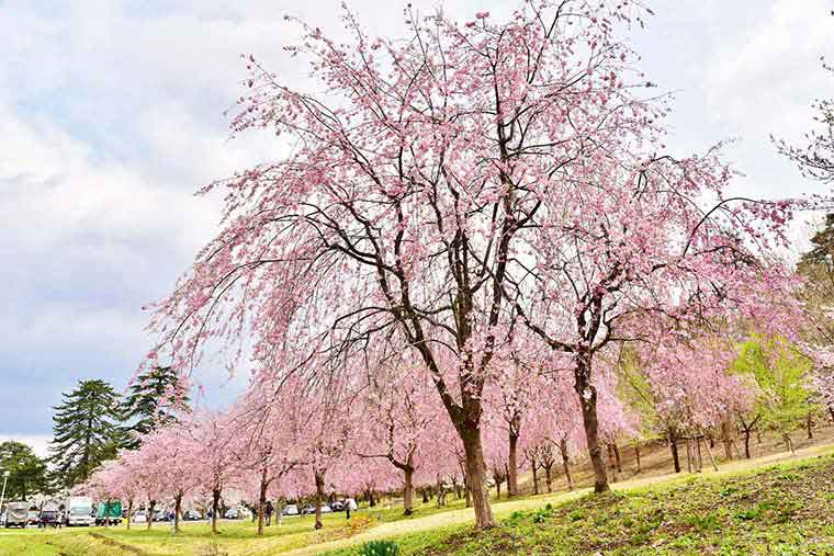悠久山公園の桜