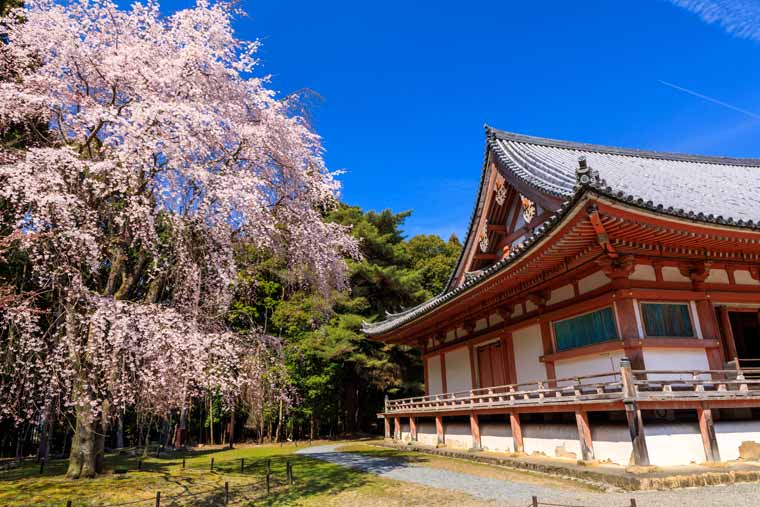 醍醐寺の桜