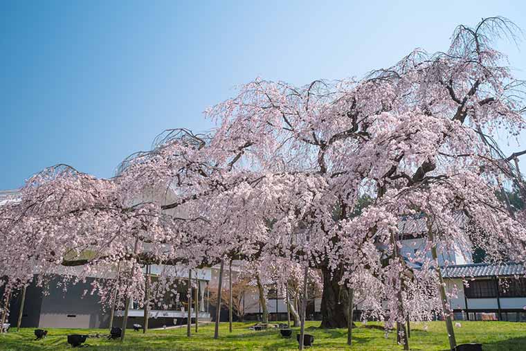 醍醐寺の桜