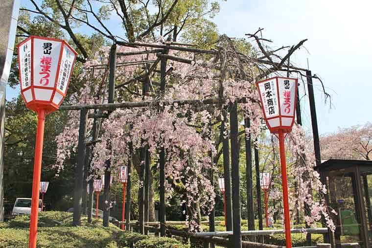 石清水八幡宮 男山桜まつり