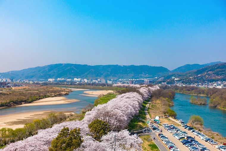 背割堤の桜