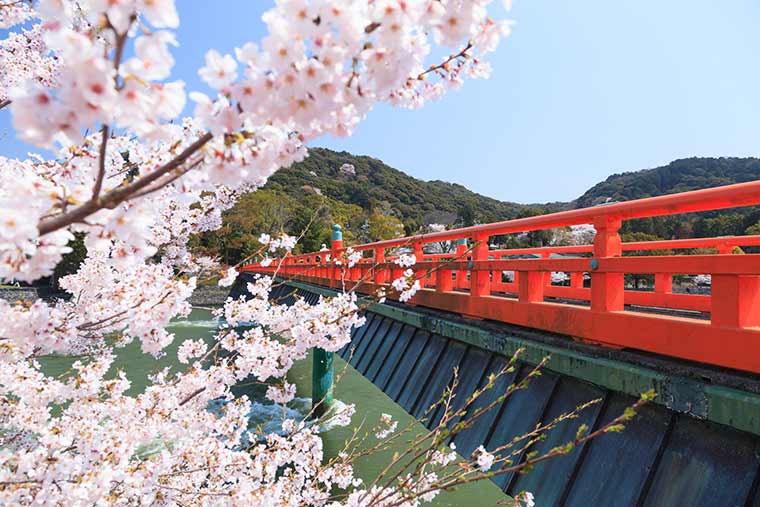 宇治橋 桜