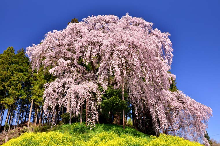 合戦場のしだれ桜