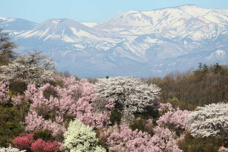 花見山
