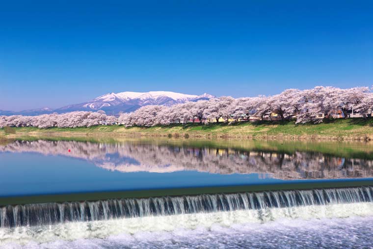 白石川堤一目千本桜