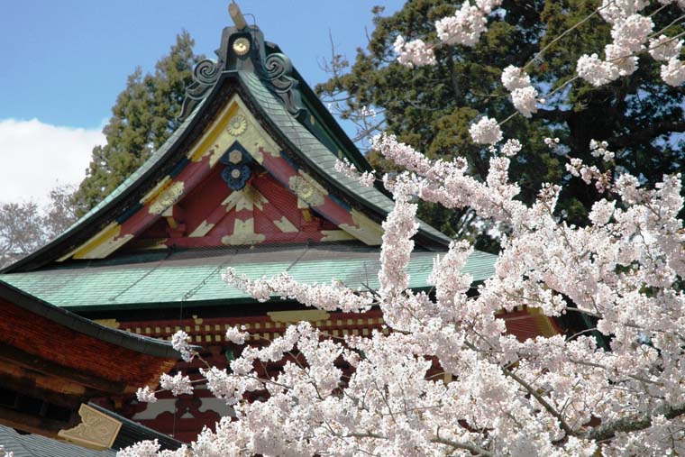 鹽竈神社の鹽竈桜