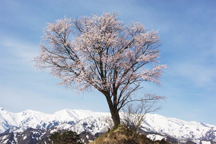 樽口峠の一本桜