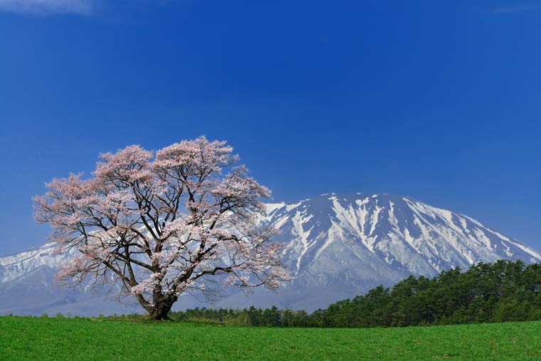 小岩井農場の一本桜