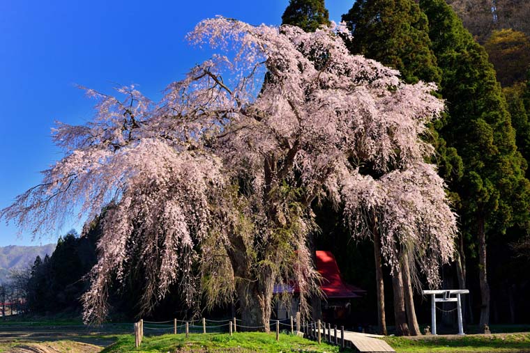 おしら様の枝垂れ桜