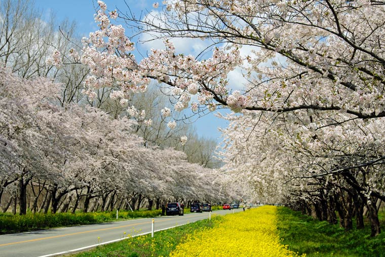 桜と菜の花ロード