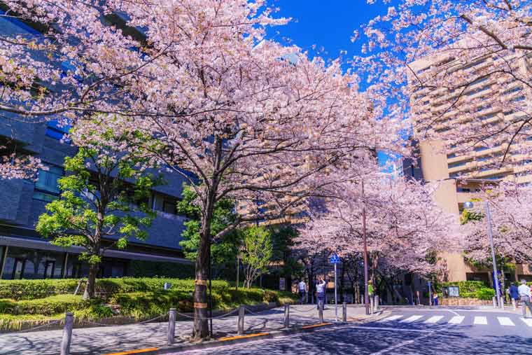 アークヒルズの桜