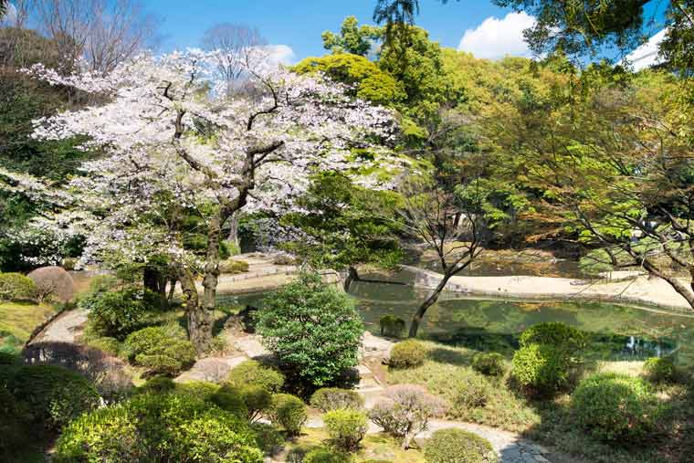 小石川後楽園の桜