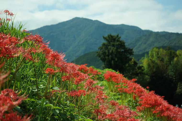 日向地区(日向薬師)